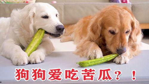 狗狗吃凉瓜,揭秘夏日宠物的清凉美食